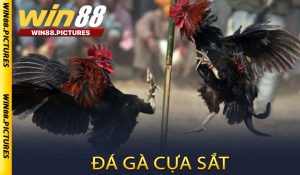 Đá gà cựa sắt