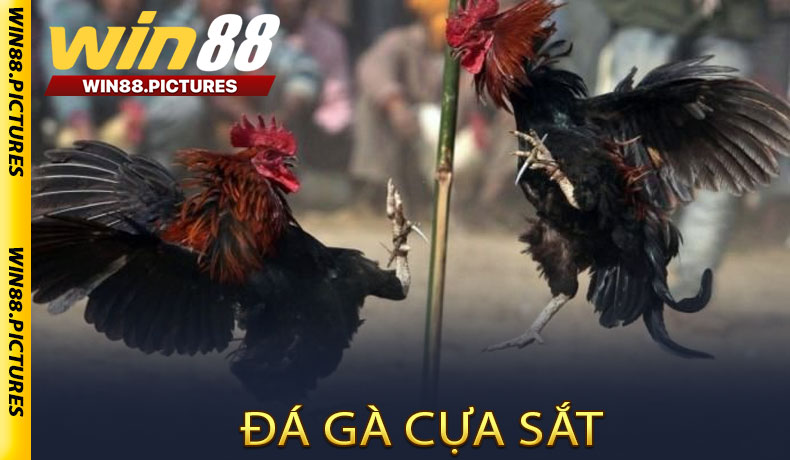 Đá gà cựa sắt